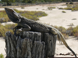 Bearded dragon Pogona barbata. 