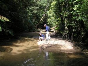 Image of Rainforest creek, Gorrell track.