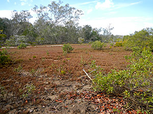 Saltmarsh at Kauri Creek. 