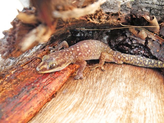 Native geckos hide during the day, coming out at night to feed.