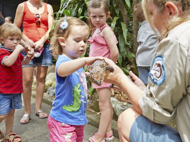 A shingleback lizard meeting some of the younger visitors to David Fleay Wildlife Park.