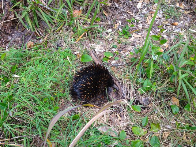 If you are lucky you may see an echidna along the Tanglewood Walk.