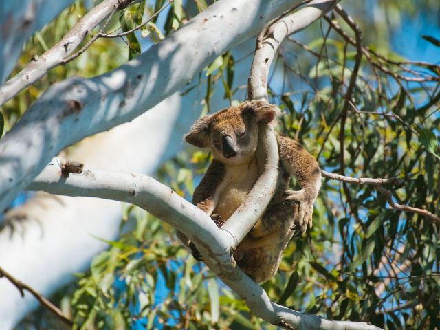 Remember to look up on the Tanglewood Walk to spot the resident koalas.
