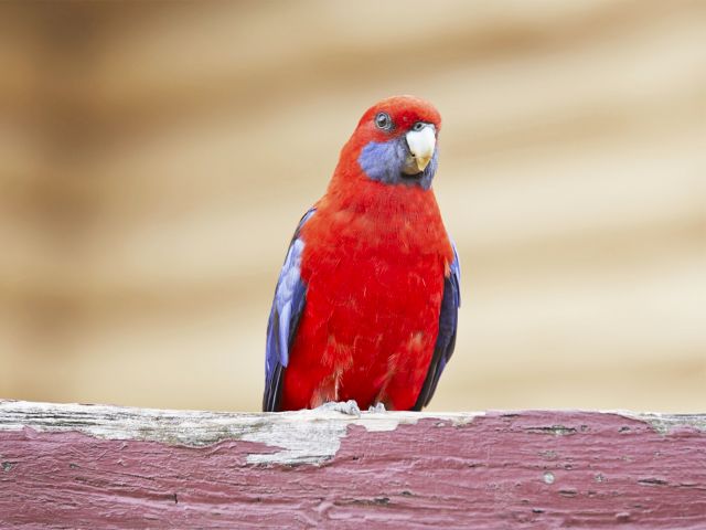Colourful birdlife, like this crimson rosella, abounds in Bunya Mountains National Park.