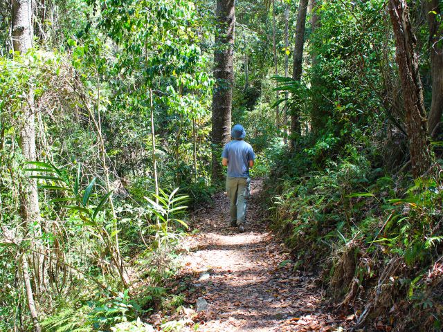The Egernia circuit loops through tall open eucalypt woodland and rainforest.