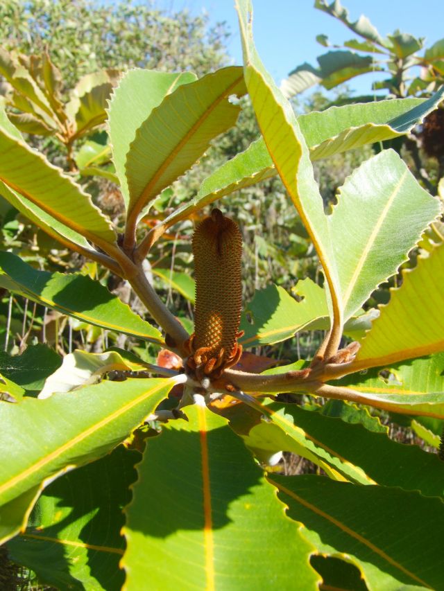 On the Ocean Beach Walk, explore the variety of plants suited to living in the wetlands, such as broad-leaved banksia.