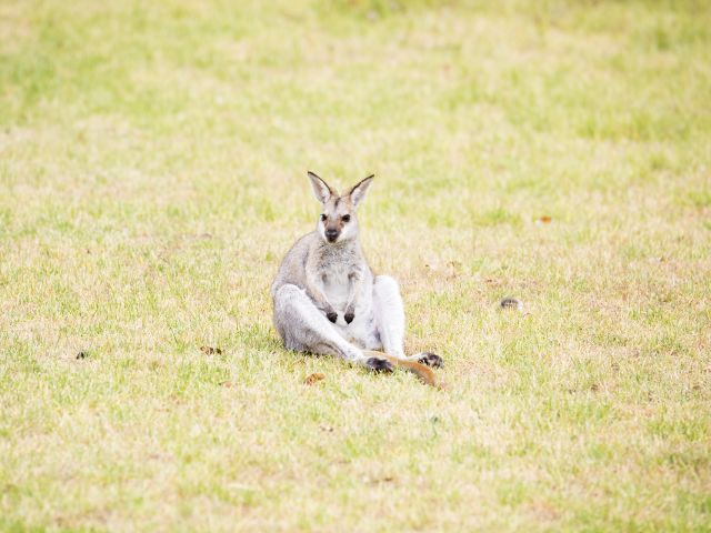 Share your Bunya Mountains camping area with cute red-necked wallabies.