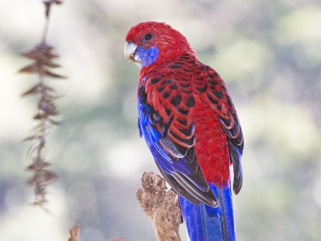 A variety of forest birds, like crimson rosellas, can be seen and heard at Burtons Well picnic area.