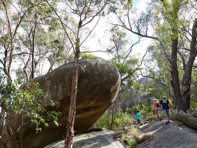 Eucalypt forests provide shade and birdwatching opportunities on the Castle Rock track.