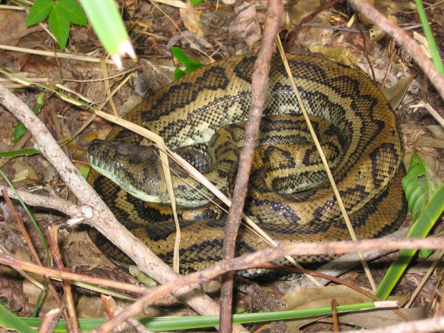 This well-camouflaged carpet python is at home in the undergrowth alongside Noosa Hill Walk.