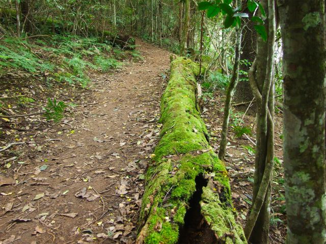 Watch for birds foraging along mossy logs or darting amongst the forest on this walk.