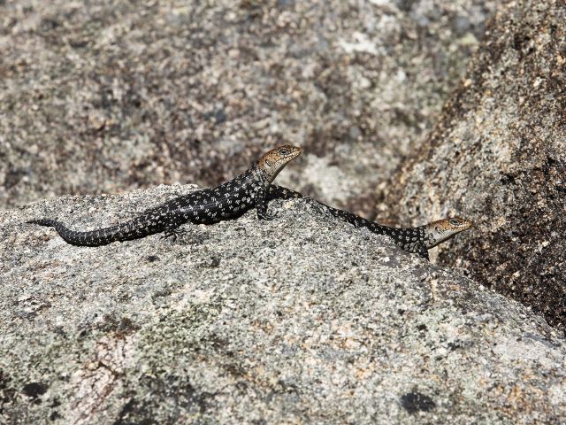Spot Cunningham's skinks sunning themselves on the rocks.