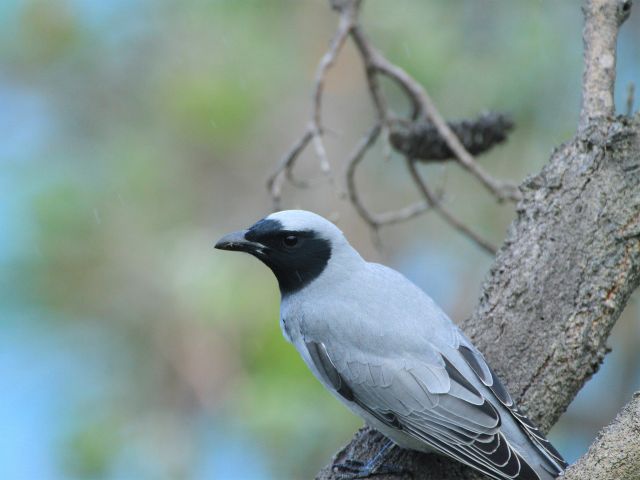 Black-faced cuckoo-shrikes feeds on woodland insects. Look for them on the Alexandria Bay Walk.