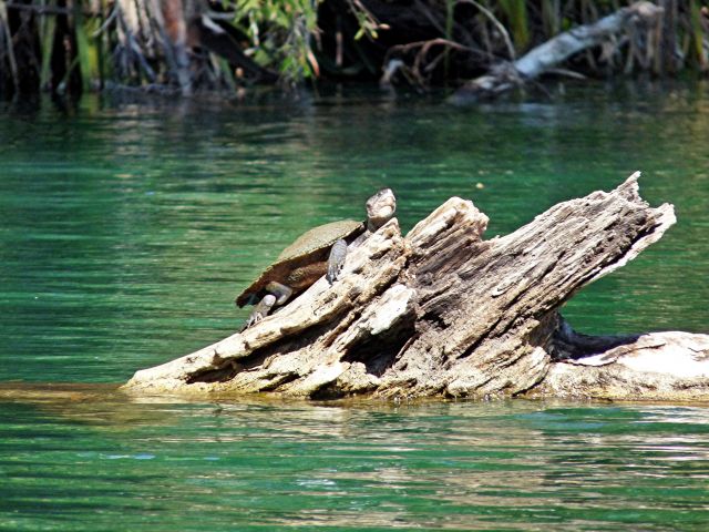 Photo showing turtles may be seen among the vegetation lining the creek or basking on logs.