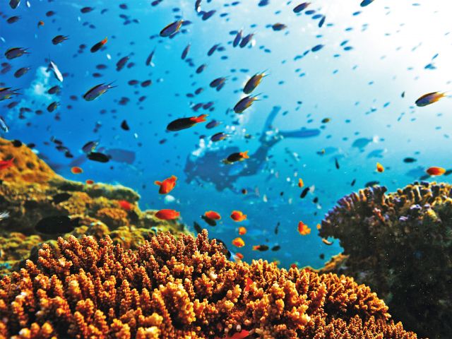 Divers can explore bommies, crevices and caves along the reef.