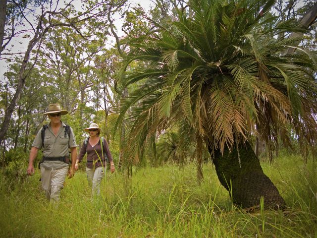Hike through the giant cycads to Consuelo walkers' camp.