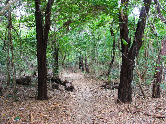 The short Chilli Beach forest walk travels through swamp vegetation.