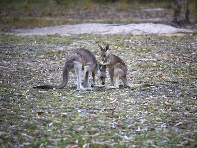 Eastern grey kangaroos graze in grassy open areas around Castle Rock camping area.