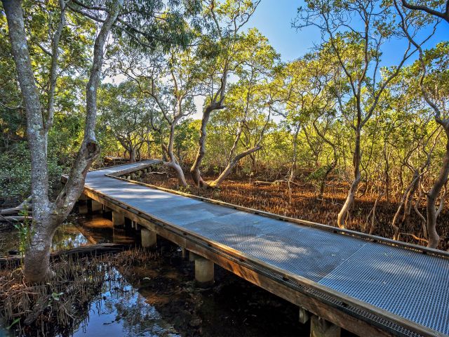 Enjoy a stroll through the mangroves along the Tallebudgera Creek walking track.