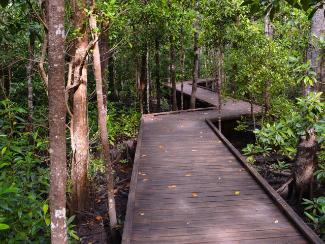 Marvel at the diversity of plant communities along The Diversity boardwalk.
