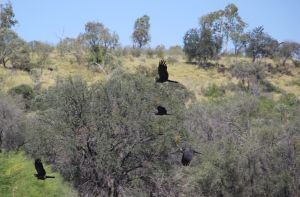 Photo of flock of red-tailed black cockatoo flying