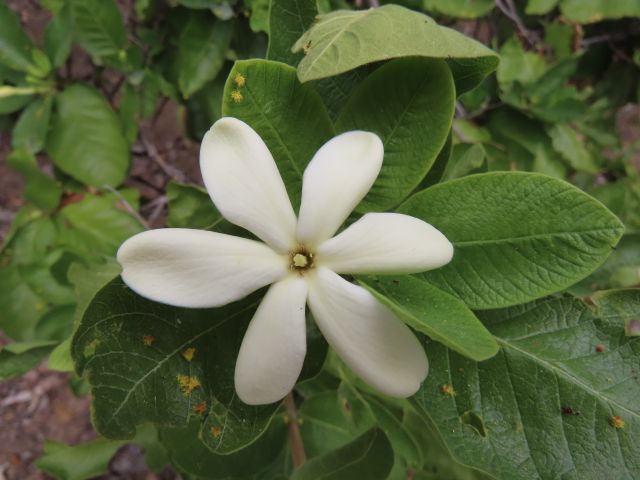 The pungent aroma of the Native Gardenia <em>Larsenaikia ochreata</em> flowers fill the air during winter and summer.