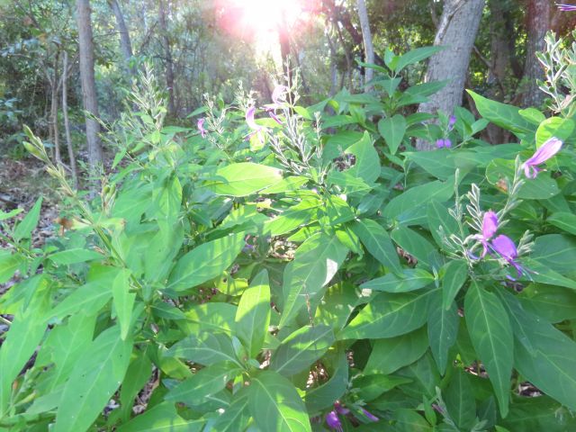 Photo of Jungle Flower plants with bright green leaves and bright purple flowers.