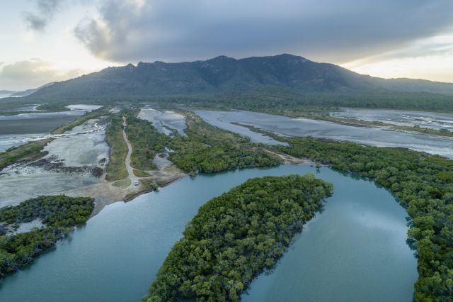 Mangroves
