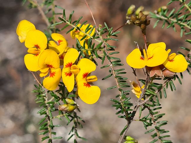 Dillwynia retorta