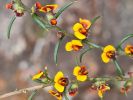Mirbelia pungens