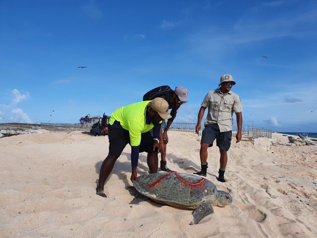 QPWS and Traditional Owners Rangers rescuing a nesting turtle who would have died without assistance.