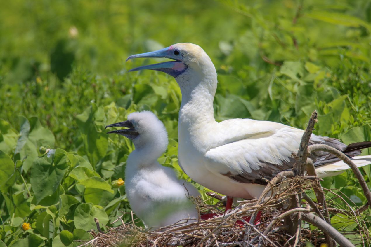 Red footed booby with chick.