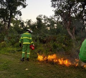 A QPWS Ranger ignites a planned burn via hand torch ignition on dusk.