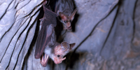 A close up of two small ghost bats' faces
