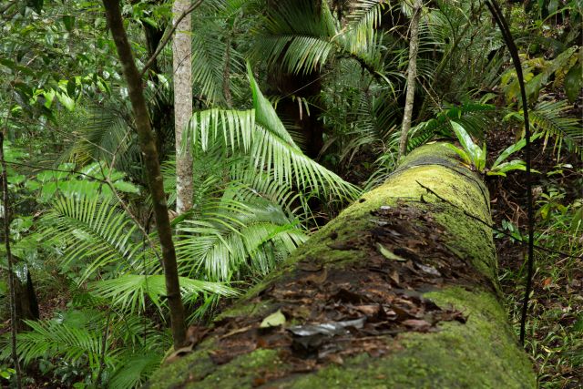 Photo of the rainforest along McDonald track, Barron Gorge National Park