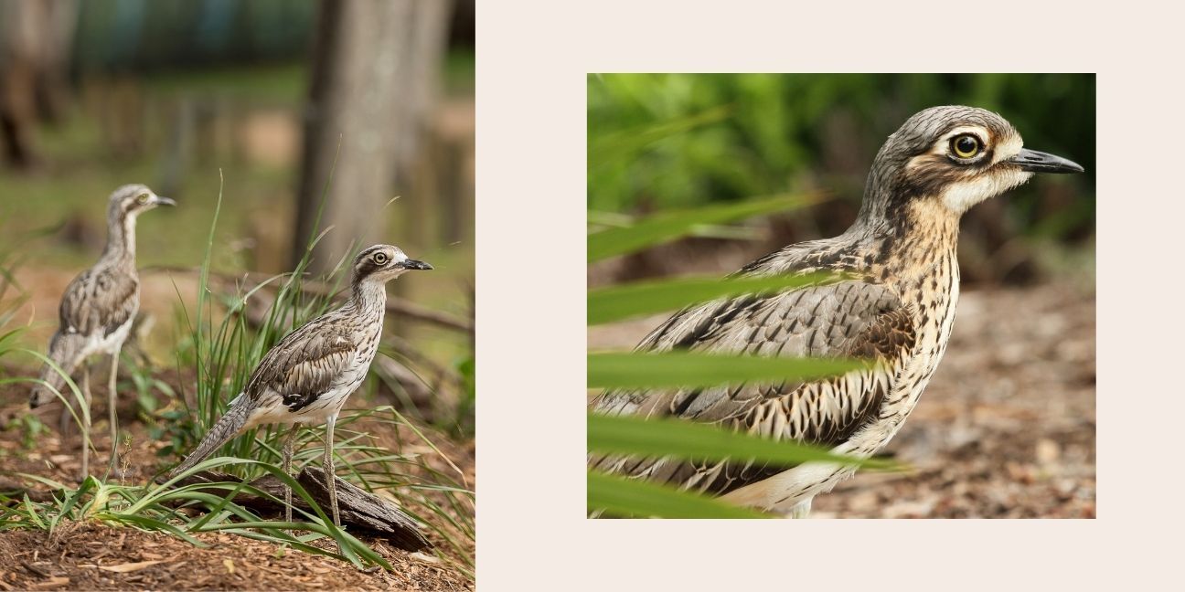 Two image collage. First image of two curlew birds standing among green grass. Second image is a close up of a single curlew bird.