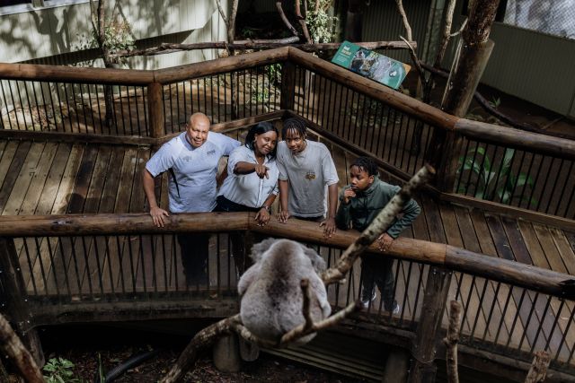 Photo of family observing male koala, Boondi, in his enclosure from viewing boardwalk.