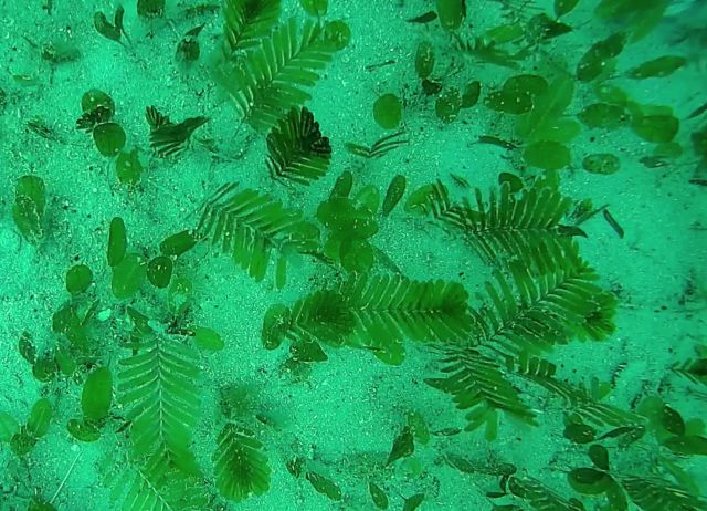 Photo of seagrass mixed Halophila species
