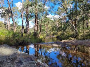 Tree lined Mimosa Creek with water flowing across rocks.