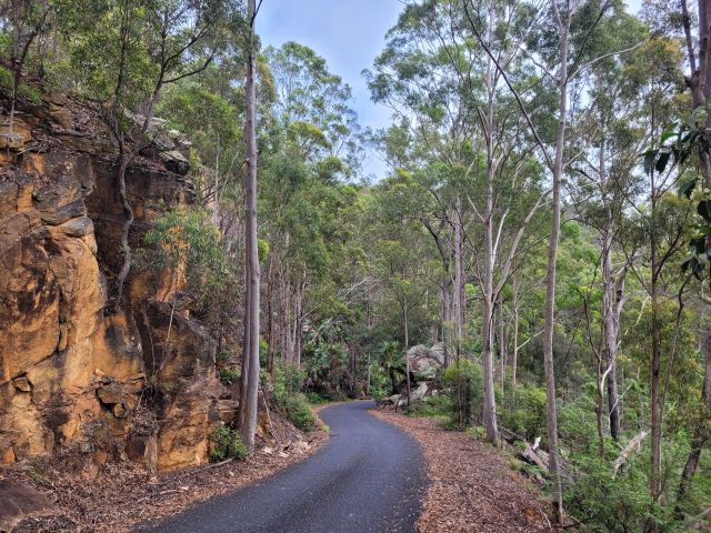 Sealed access road winding through a forested area with tall trees and rocky cliffs on one side