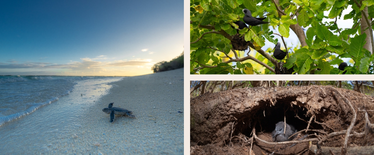 Image 1 (top left): A hatchling sea turtle crawls across wet sand toward the ocean at sunrise, with gentle waves and a clear sky.  Image 2 (top right): Black seabirds perch on leafy branches around a nest in a coastal tree canopy.  Image 3 (bottom right): A small animal rests inside a shallow burrow beneath exposed tree roots in sandy soil.
