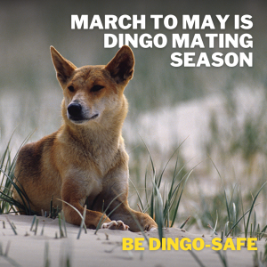 Image of be dingo-safe social tile - March to May is dingo mating season