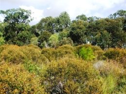 Coastal heathland and eucalypt forest come together in Pine Ridge Conservation Park. 