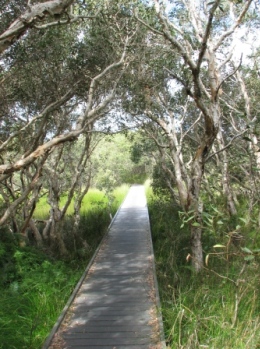 Melaleuca woodland, sedgeland and low heath feature in Peregian section. 