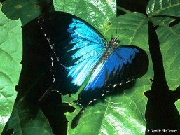See a multitude of butterflies, including the Ulysses butterfly, at Tully Gorge camping and day-use areas.