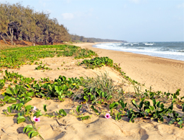 Enjoy a peaceful walk along the beach.