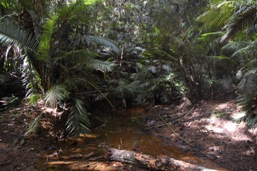 Douglas track crosses several small creeks. 