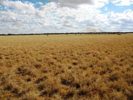 Moorrinya's grassland plains. 