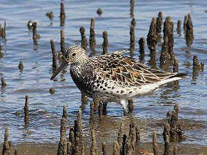 Image of the endangered great knot at Halifax Bay Wetlands National Park which birdwatchers may be lucky to see.