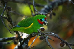 Macleay's fig-parrot